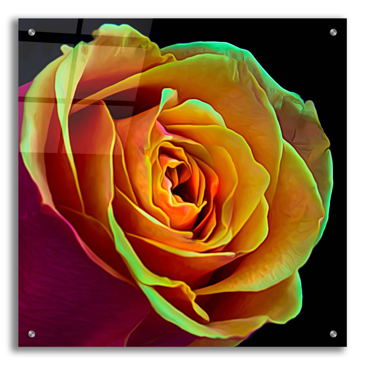 Epic Art 'Love Is A Rose 2' by Pamela Plummer, Acrylic Glass Wall Art,24x24