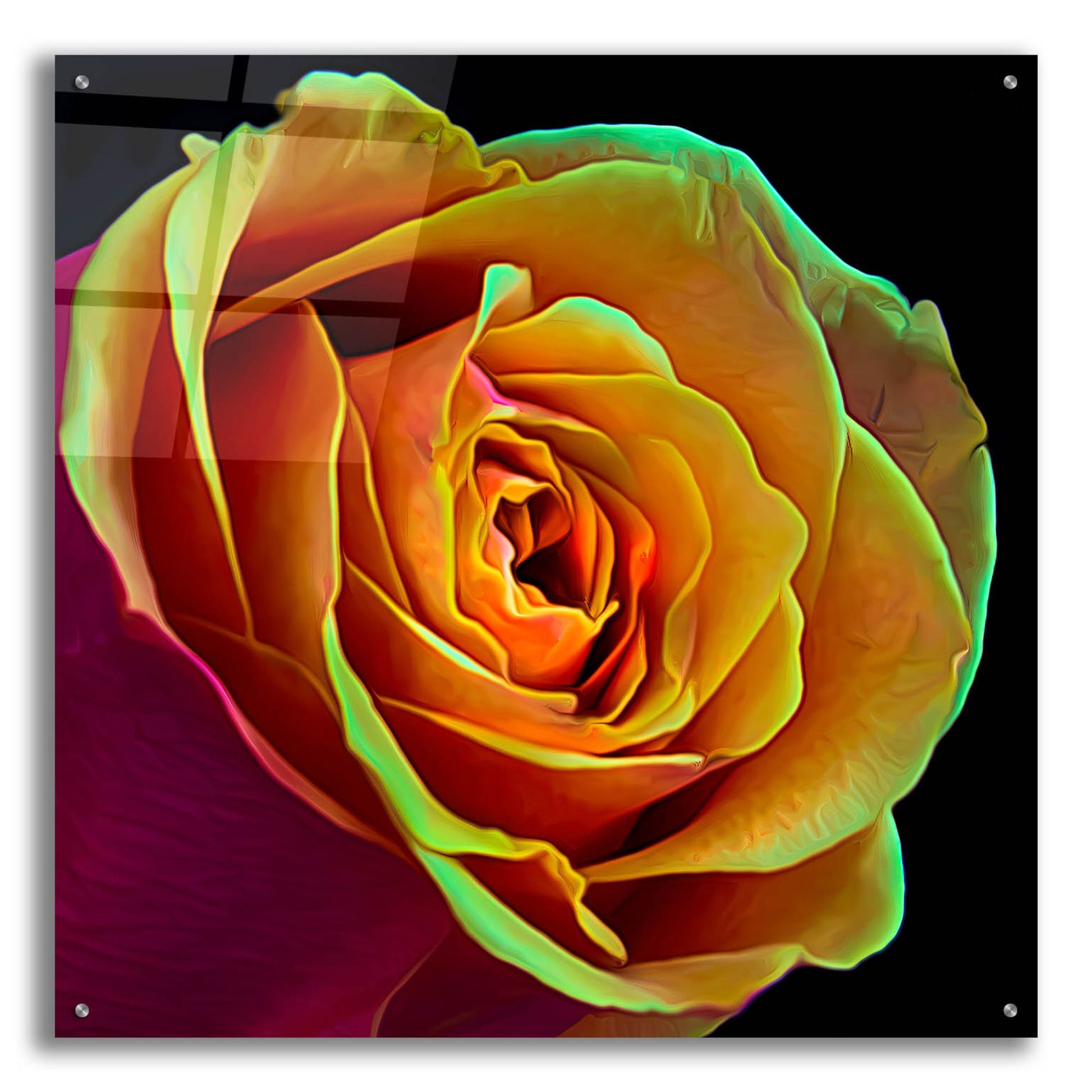 Epic Art 'Love Is A Rose 2' by Pamela Plummer, Acrylic Glass Wall Art,36x36