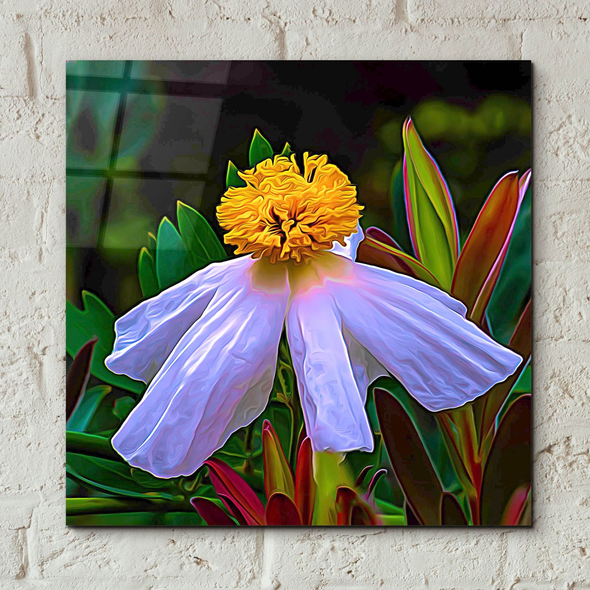 Epic Art 'Matilija Poppy' by Pamela Plummer, Acrylic Glass Wall Art,12x12