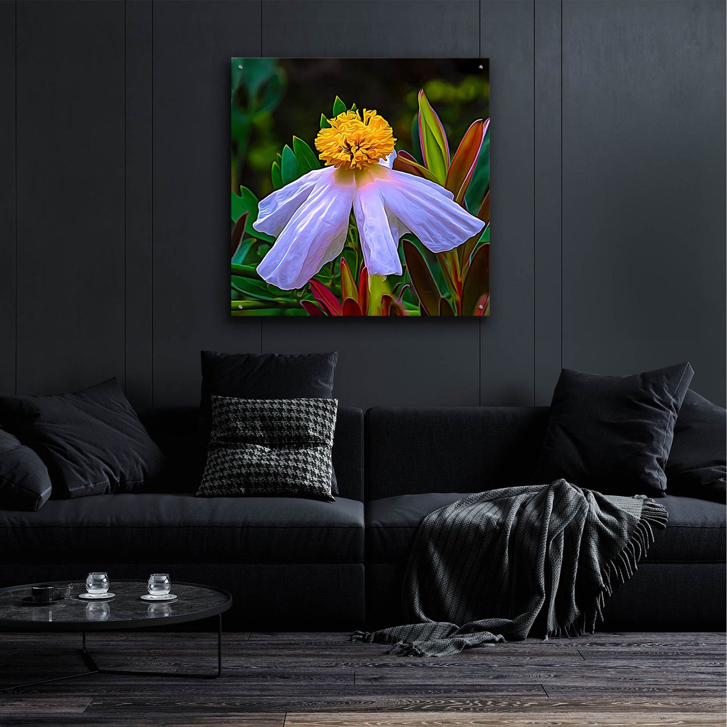 Epic Art 'Matilija Poppy' by Pamela Plummer, Acrylic Glass Wall Art,36x36