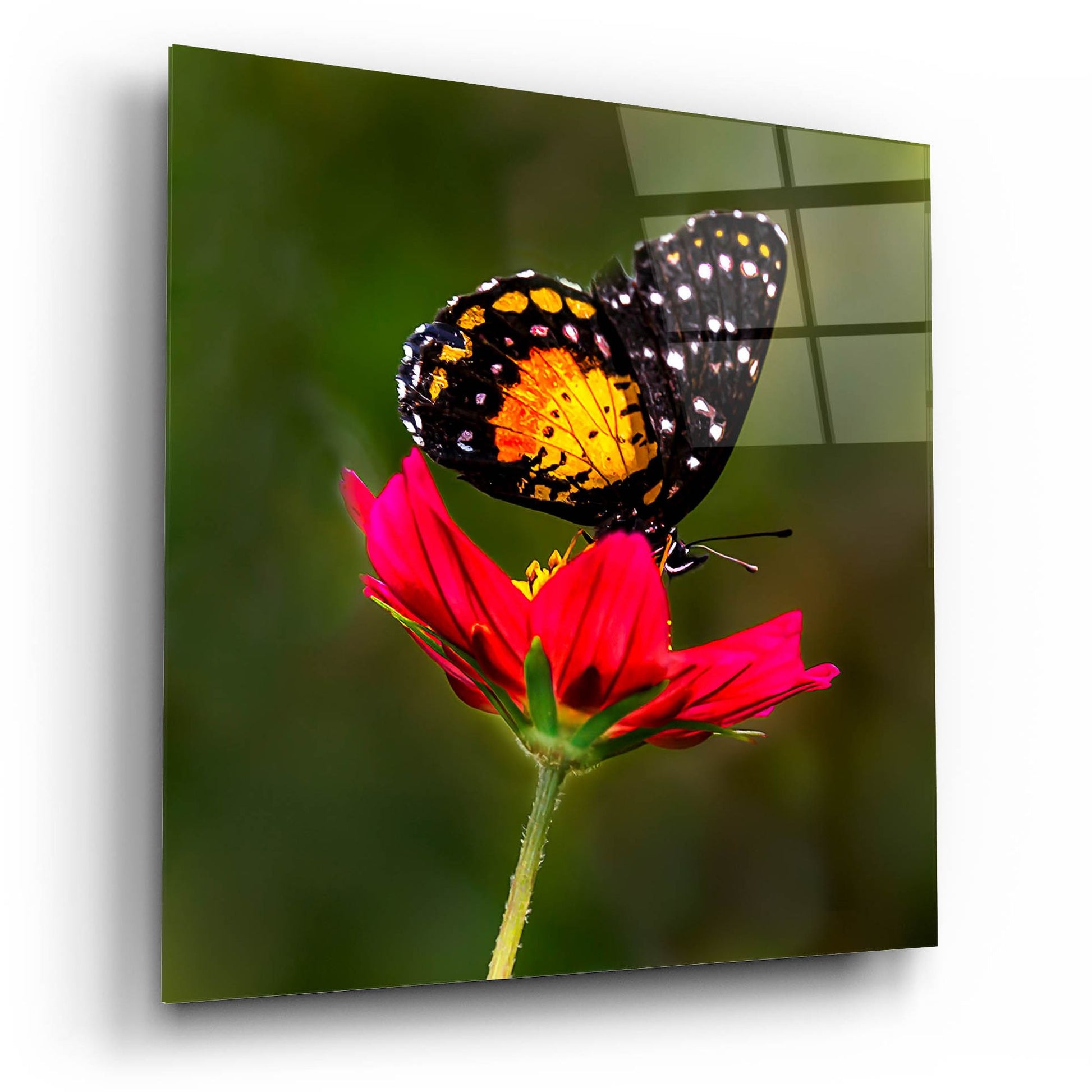 Epic Art 'Monarch Butterfly On Red Flower' by Pamela Plummer, Acrylic Glass Wall Art,12x12