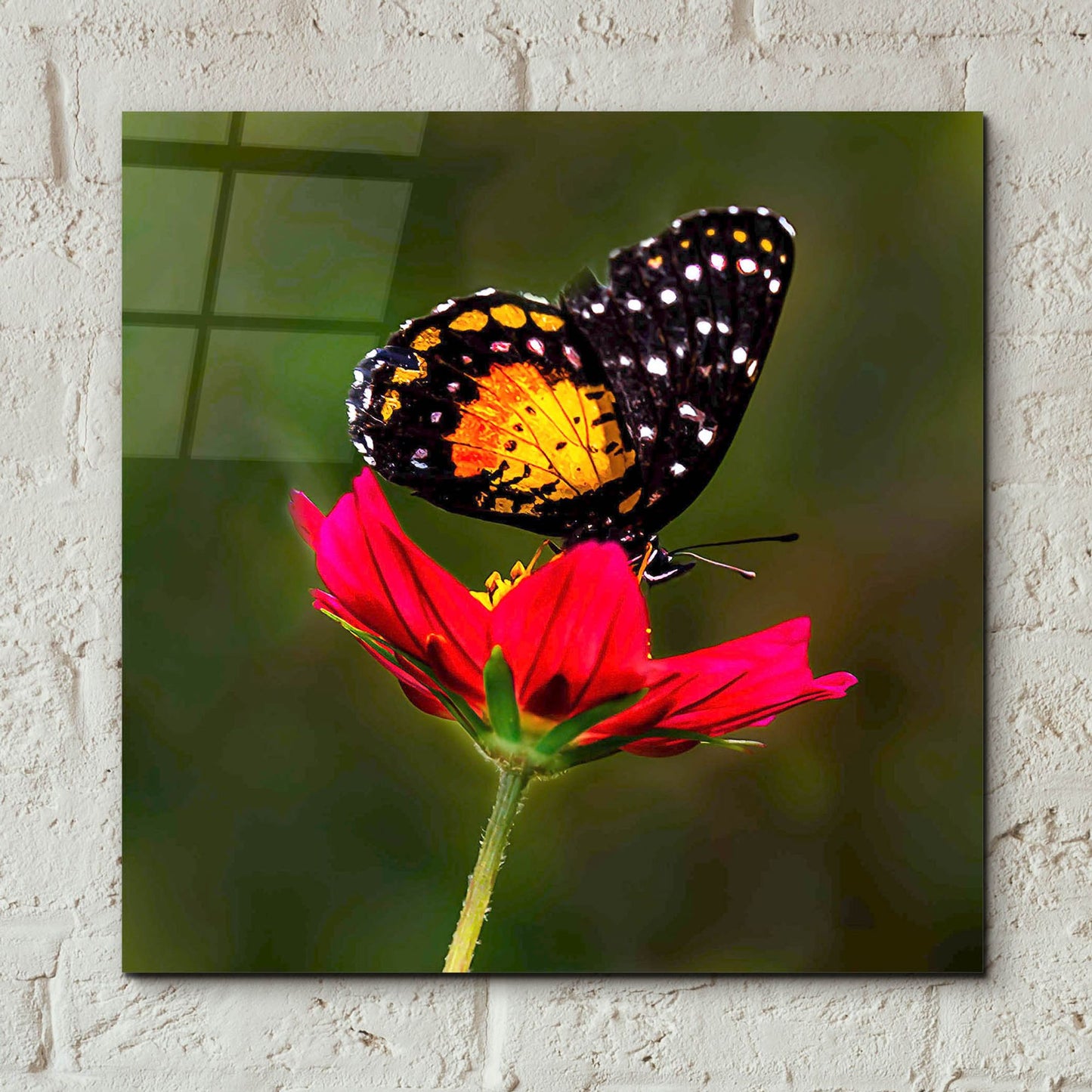 Epic Art 'Monarch Butterfly On Red Flower' by Pamela Plummer, Acrylic Glass Wall Art,12x12