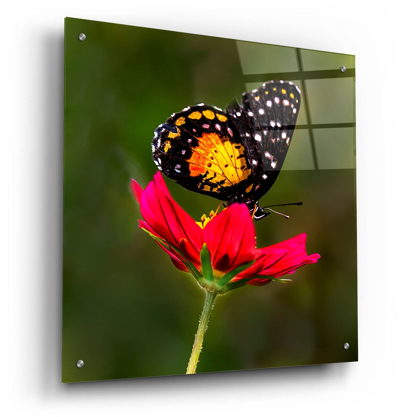 Epic Art 'Monarch Butterfly On Red Flower' by Pamela Plummer, Acrylic Glass Wall Art,24x24