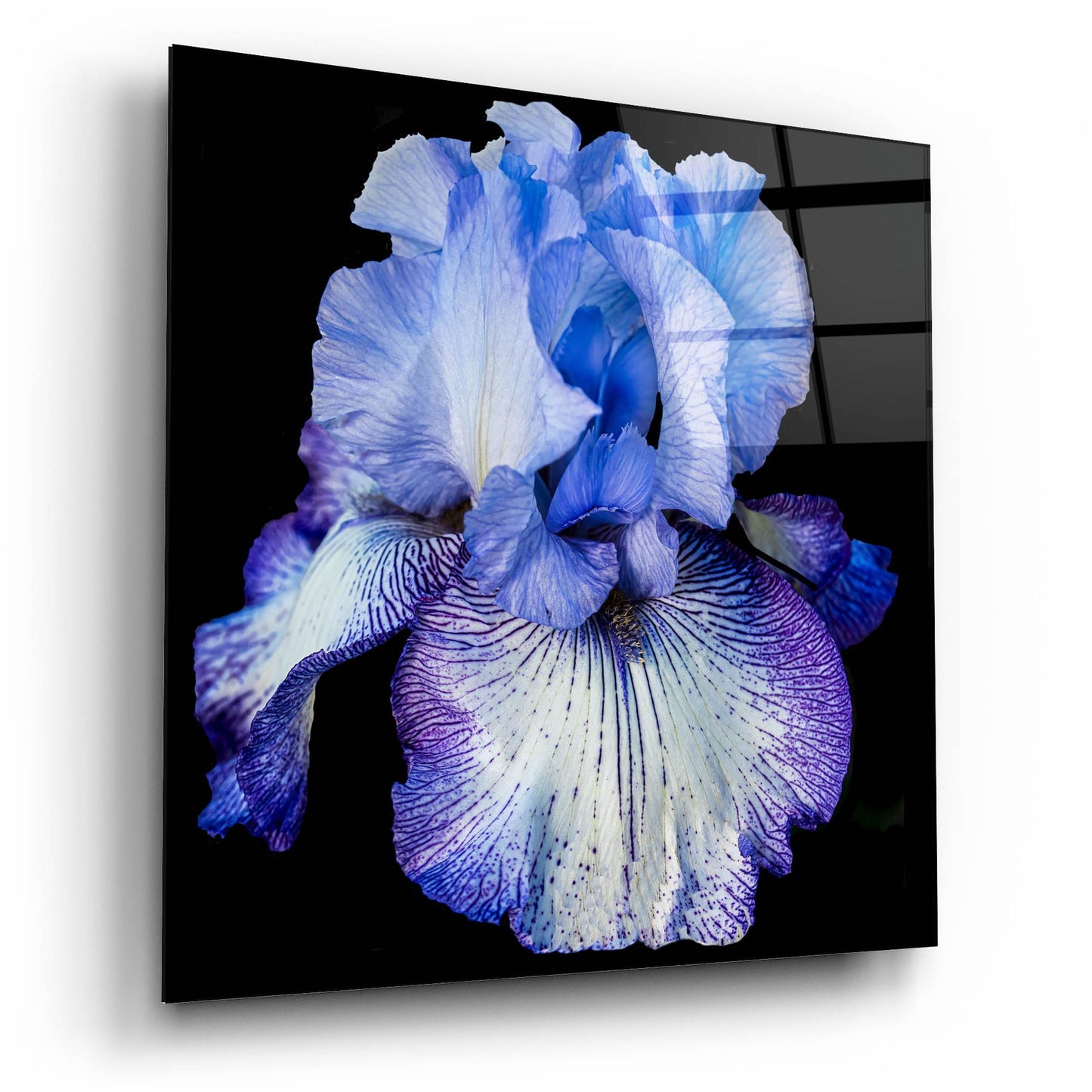 Epic Art 'Ooh Iris' by Pamela Plummer, Acrylic Glass Wall Art,12x12