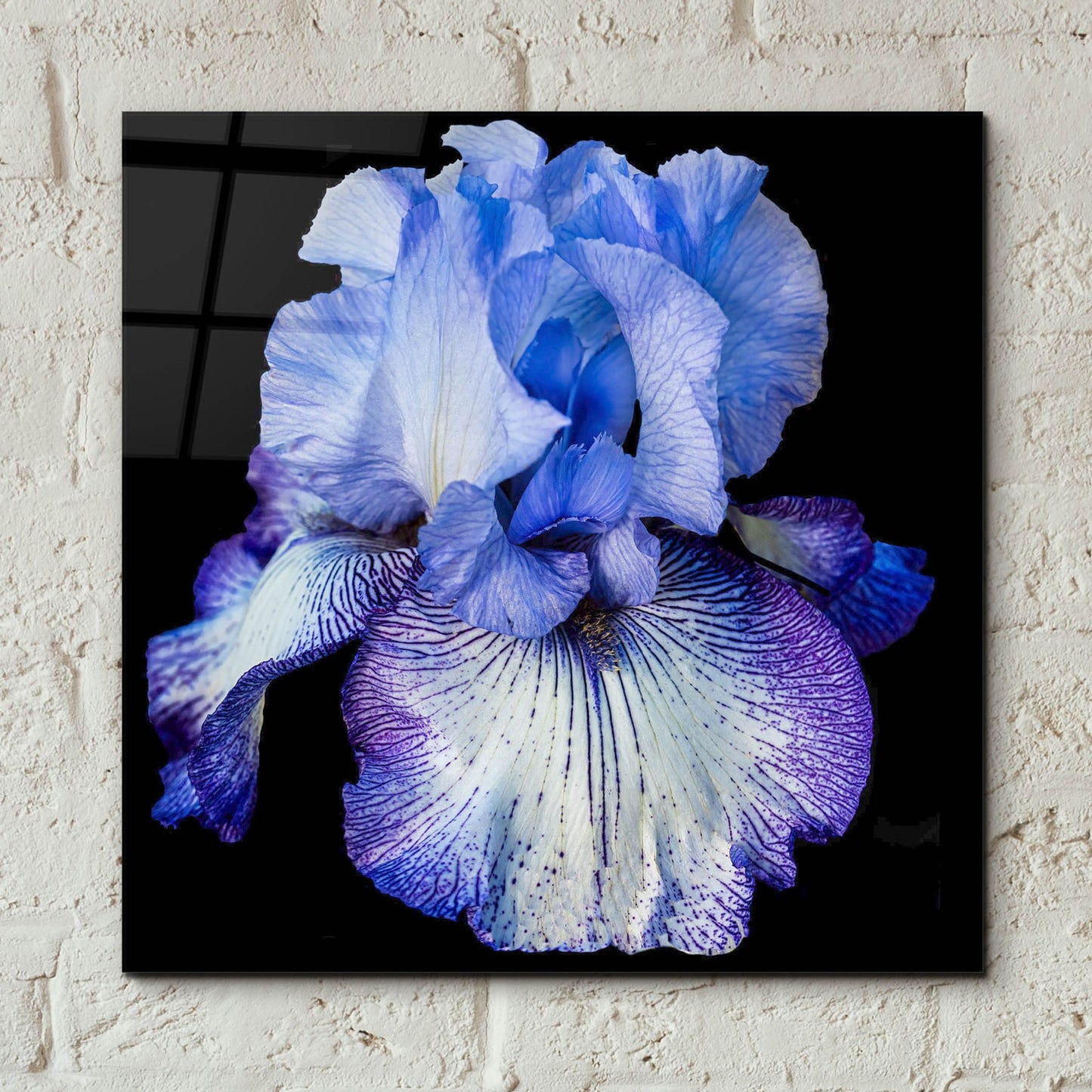 Epic Art 'Ooh Iris' by Pamela Plummer, Acrylic Glass Wall Art,12x12