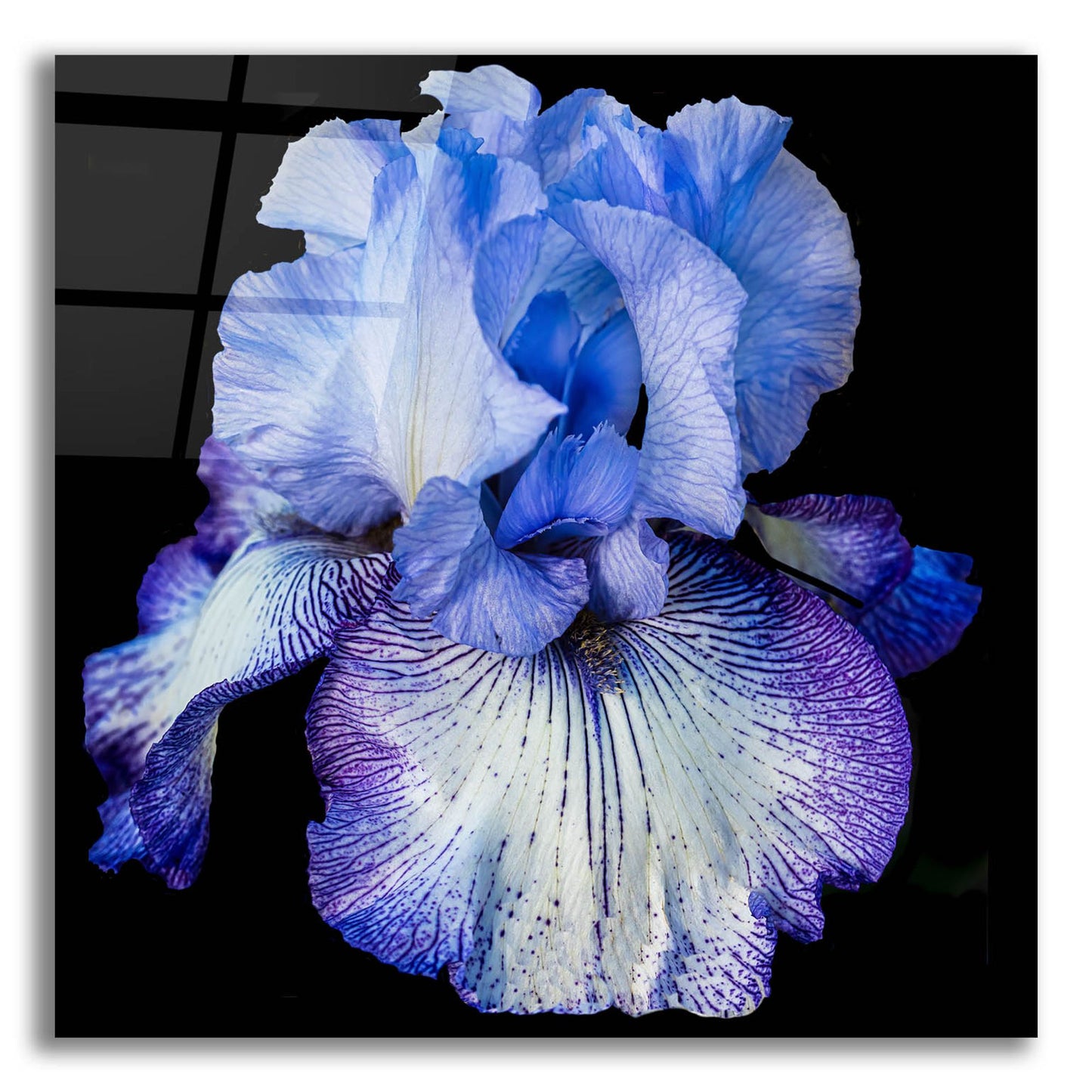 Epic Art 'Ooh Iris' by Pamela Plummer, Acrylic Glass Wall Art,12x12