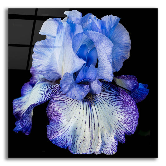 Epic Art 'Ooh Iris' by Pamela Plummer, Acrylic Glass Wall Art