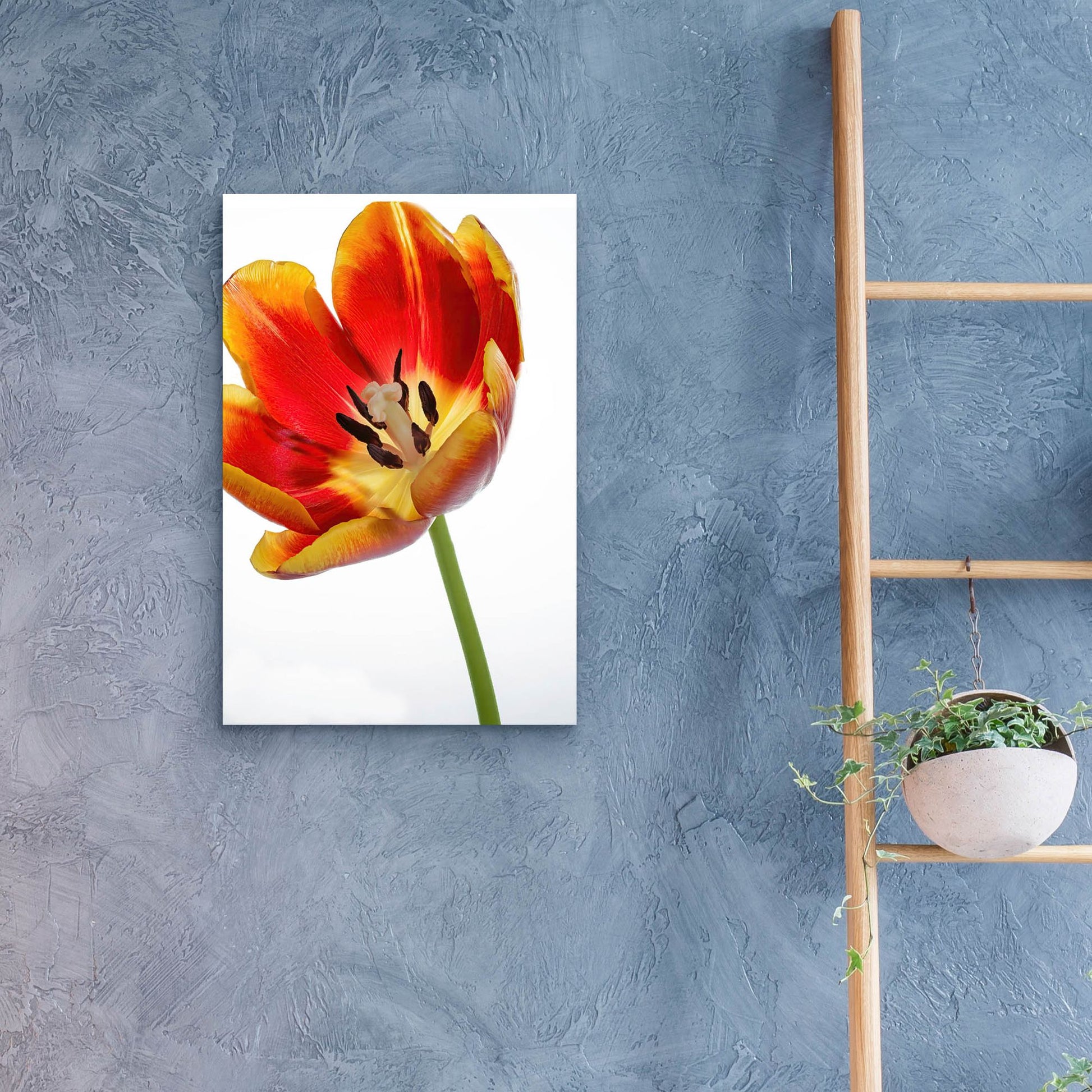 Epic Art 'Orange Poppy Opened Today' by Pamela Plummer, Acrylic Glass Wall Art,16x24