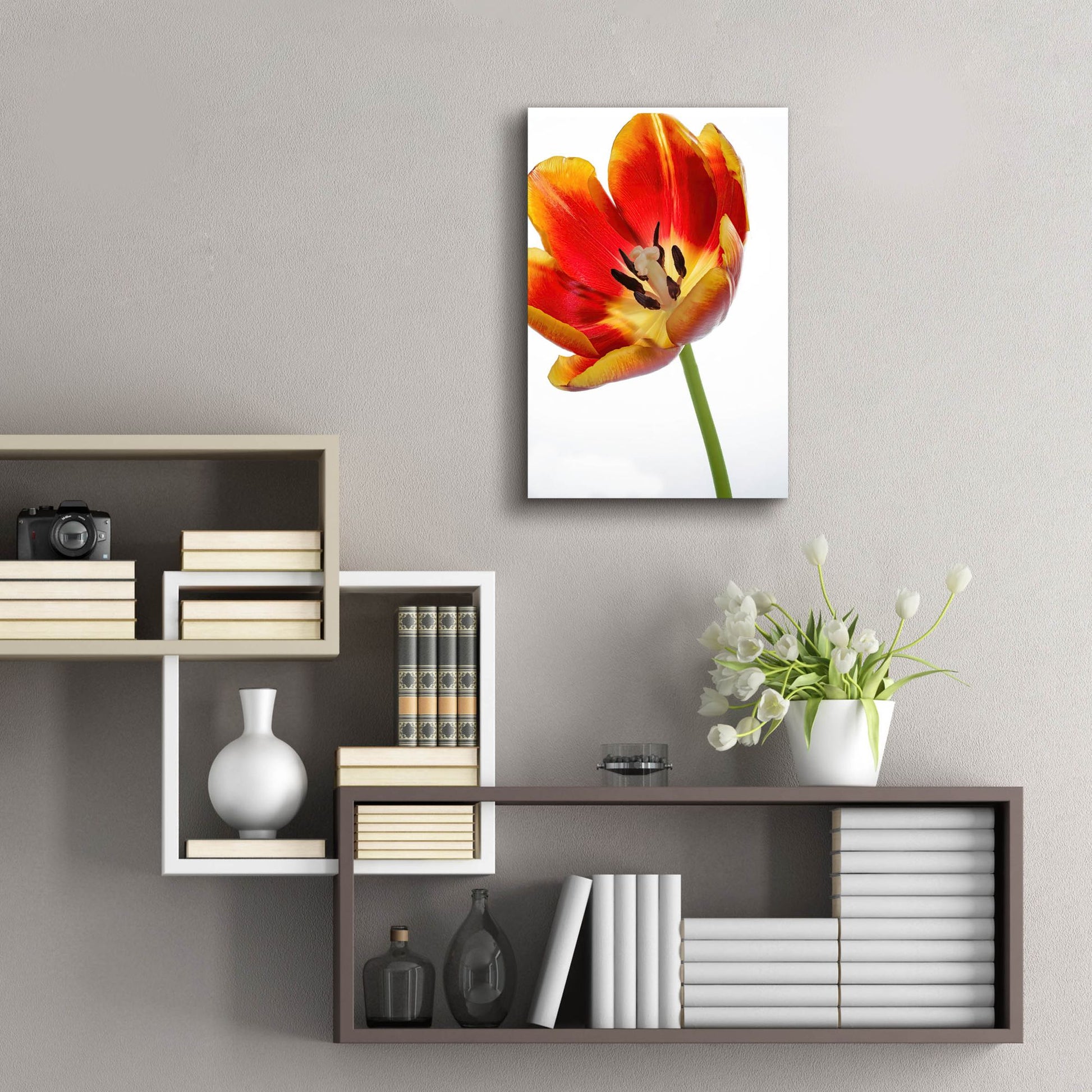 Epic Art 'Orange Poppy Opened Today' by Pamela Plummer, Acrylic Glass Wall Art,16x24