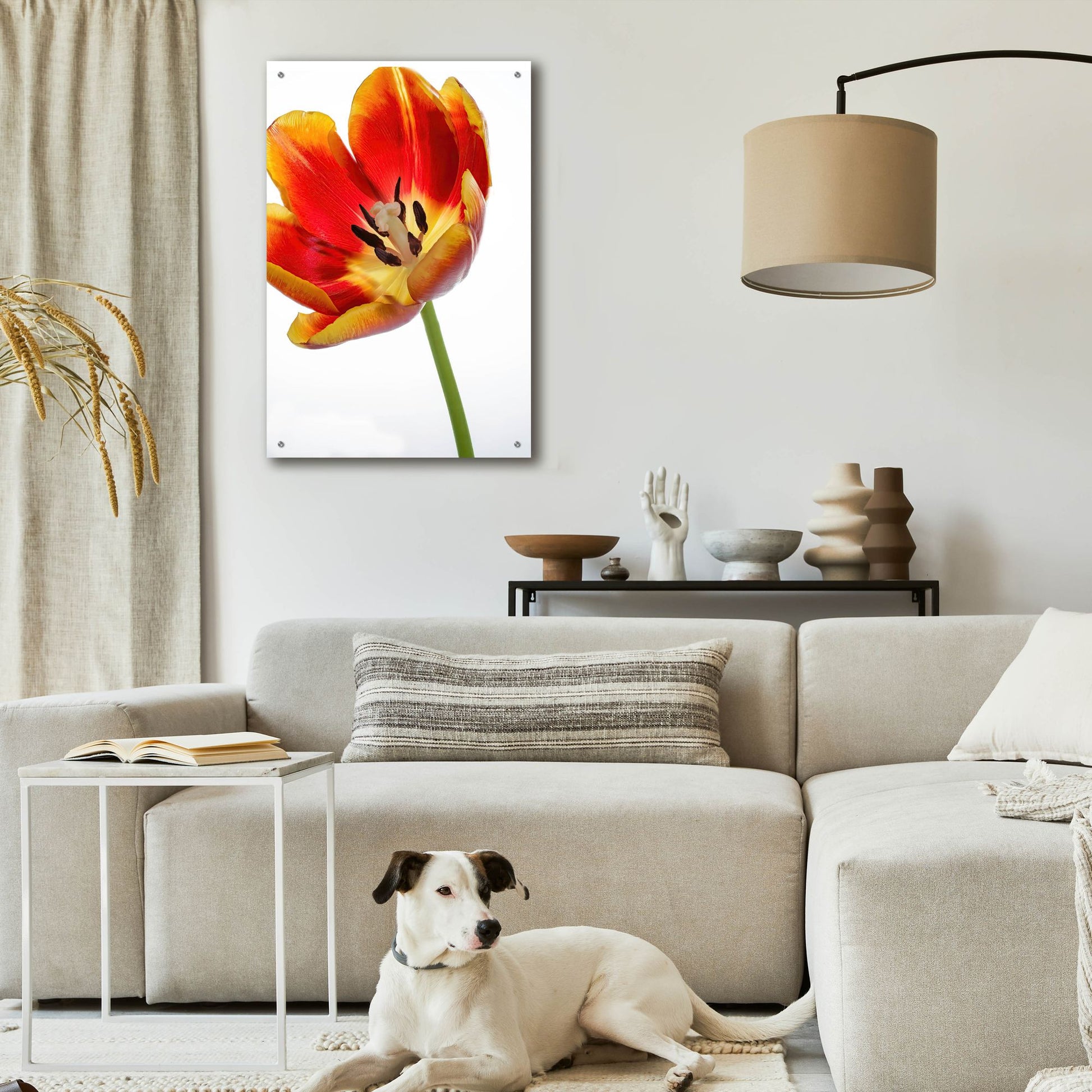 Epic Art 'Orange Poppy Opened Today' by Pamela Plummer, Acrylic Glass Wall Art,24x36