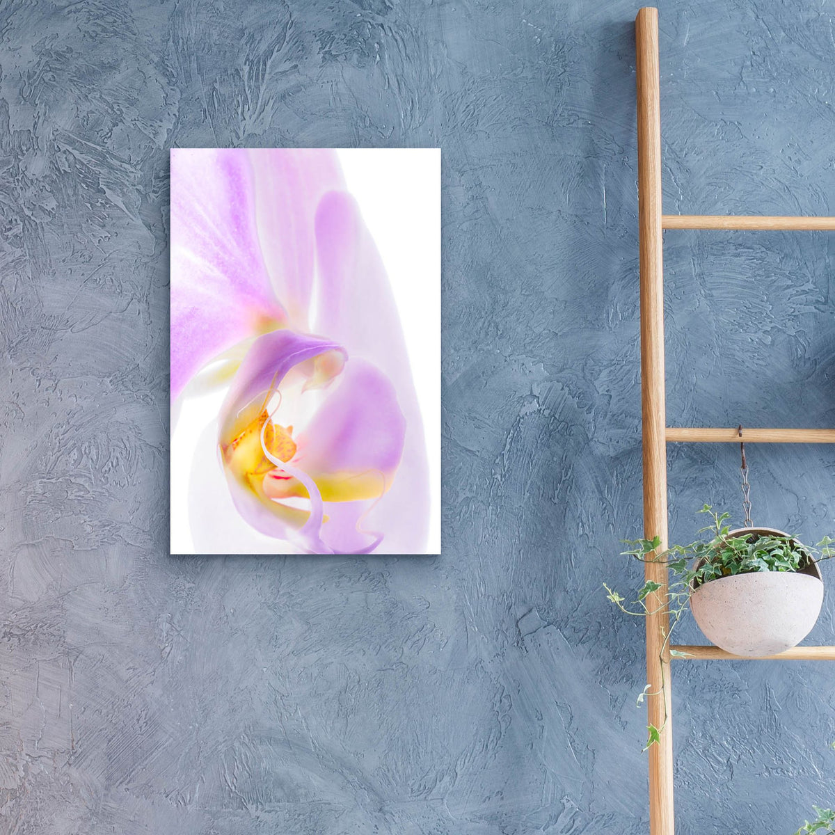 Epic Art 'Phalaenopsis Orchid' by Pamela Plummer, Acrylic Glass Wall Art,16x24