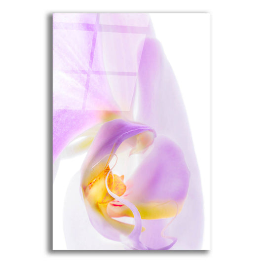 Epic Art 'Phalaenopsis Orchid' by Pamela Plummer, Acrylic Glass Wall Art