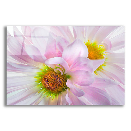 Epic Art 'Pink Daisys' by Pamela Plummer, Acrylic Glass Wall Art