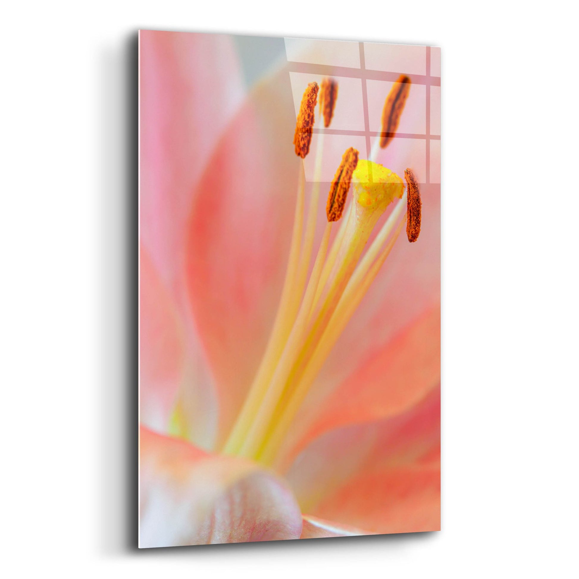 Epic Art 'Pink Lily So Soft' by Pamela Plummer, Acrylic Glass Wall Art,12x16