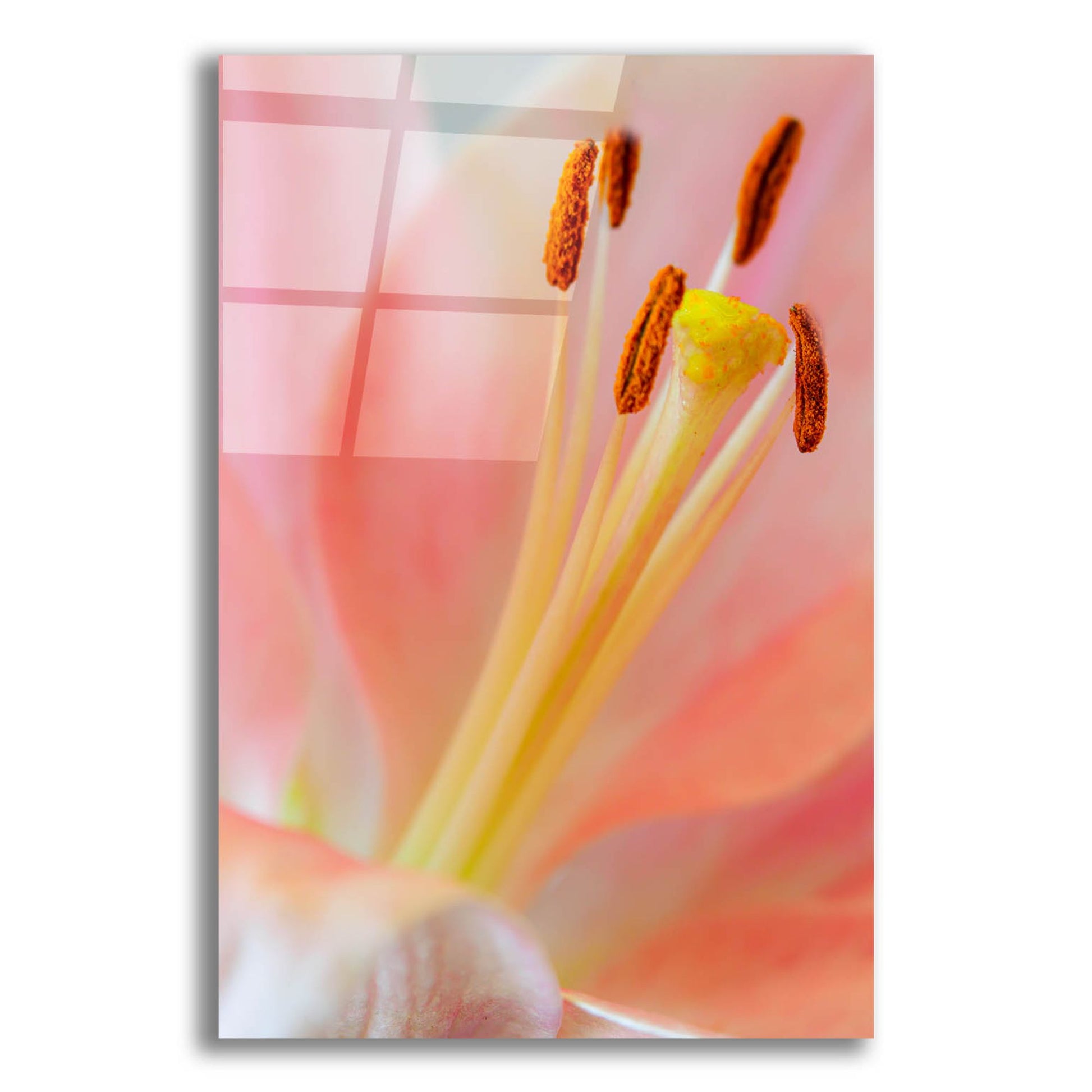 Epic Art 'Pink Lily So Soft' by Pamela Plummer, Acrylic Glass Wall Art,12x16