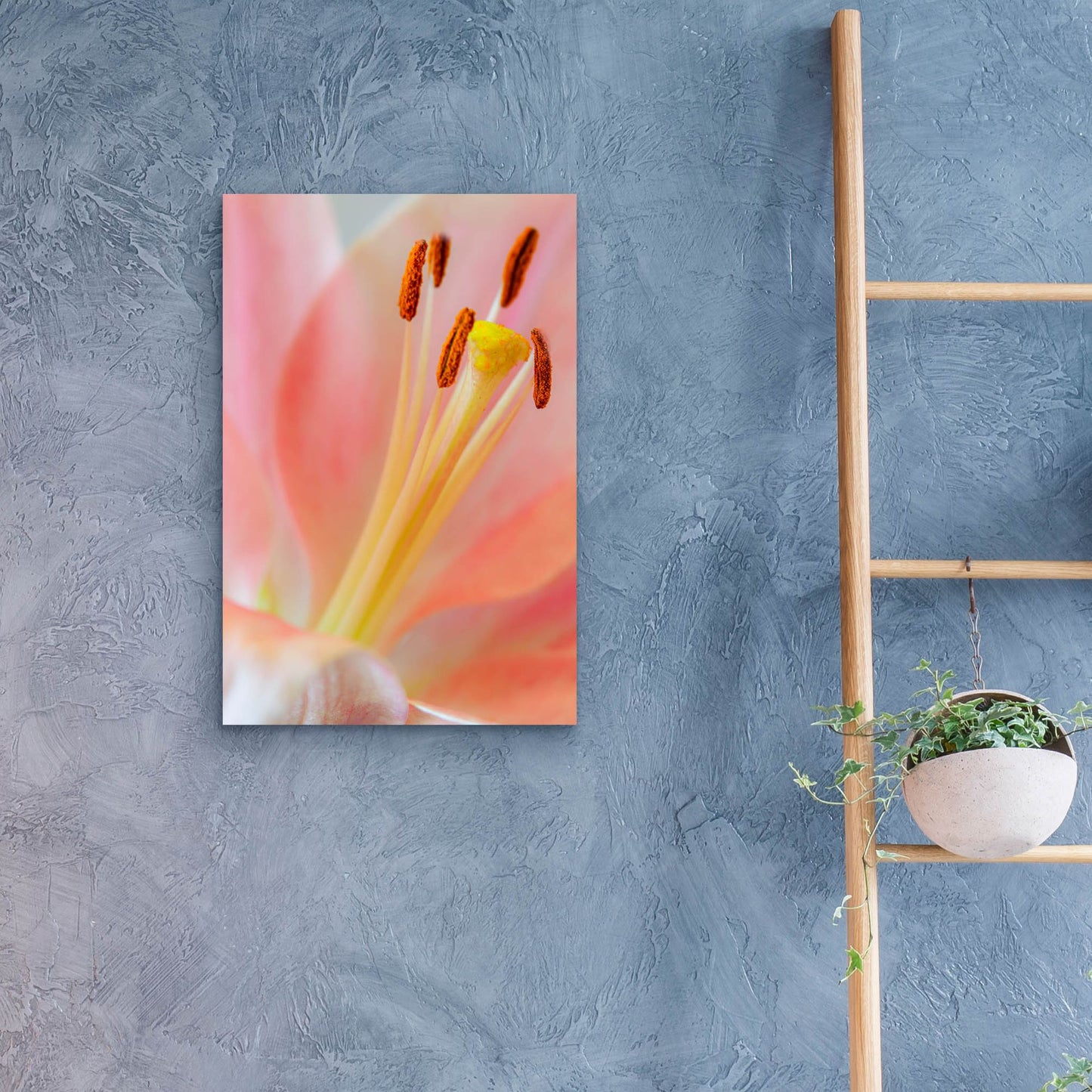 Epic Art 'Pink Lily So Soft' by Pamela Plummer, Acrylic Glass Wall Art,16x24