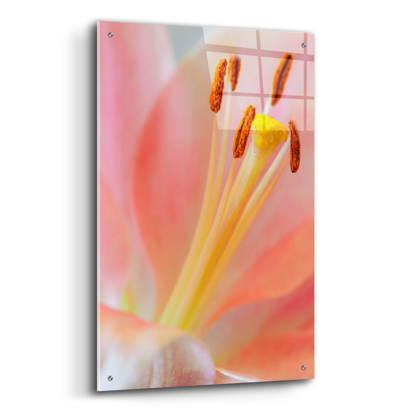 Epic Art 'Pink Lily So Soft' by Pamela Plummer, Acrylic Glass Wall Art,24x36