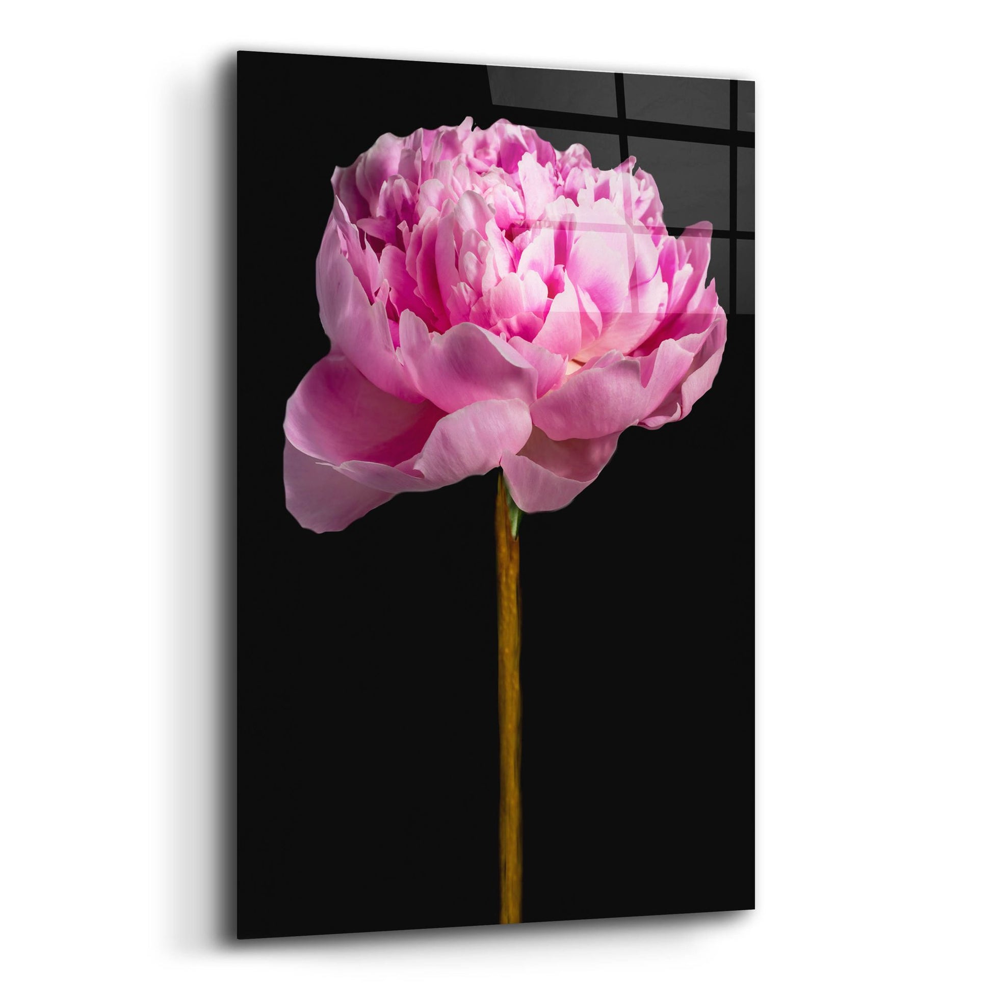 Epic Art 'Pink Peony' by Pamela Plummer, Acrylic Glass Wall Art,12x16