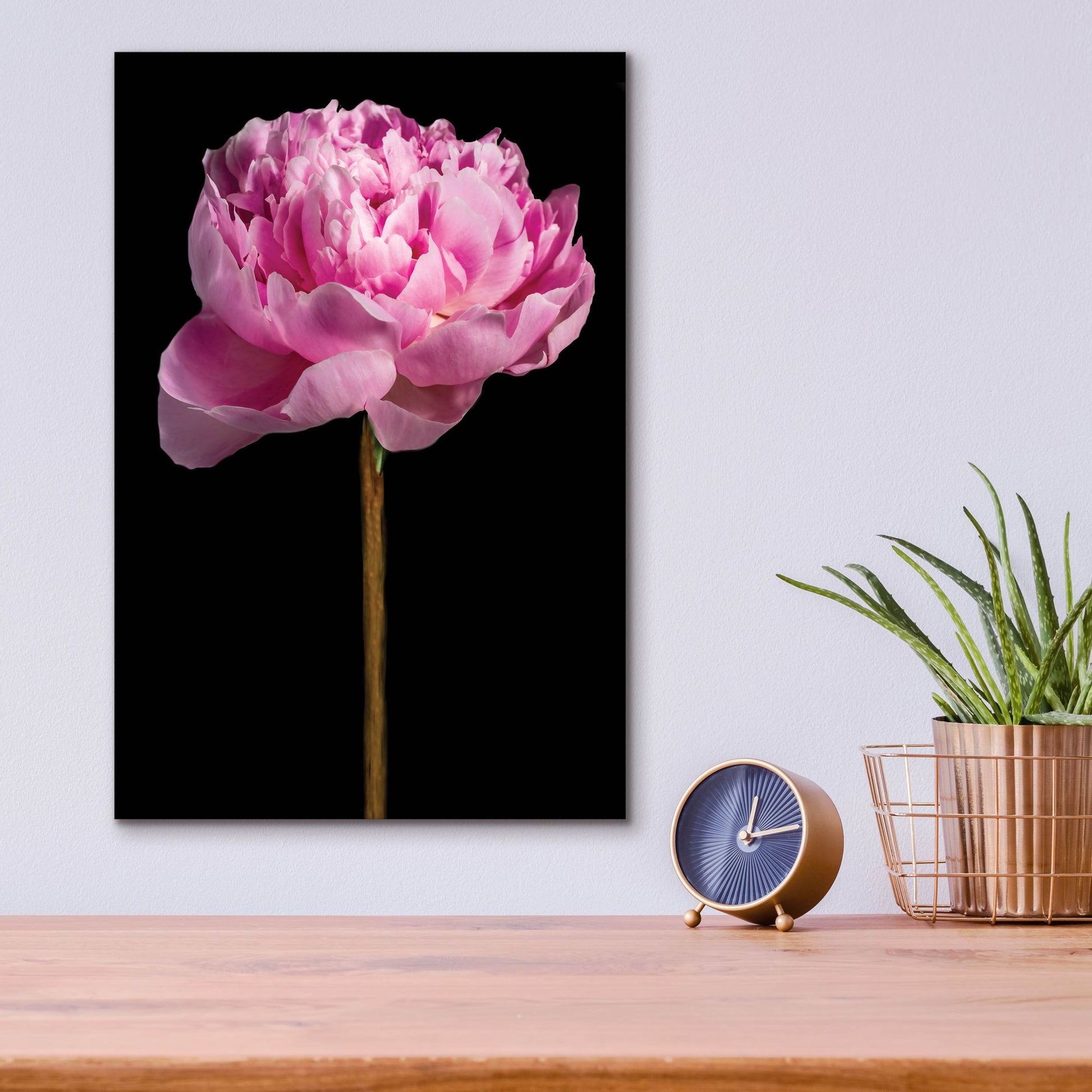 Epic Art 'Pink Peony' by Pamela Plummer, Acrylic Glass Wall Art,12x16