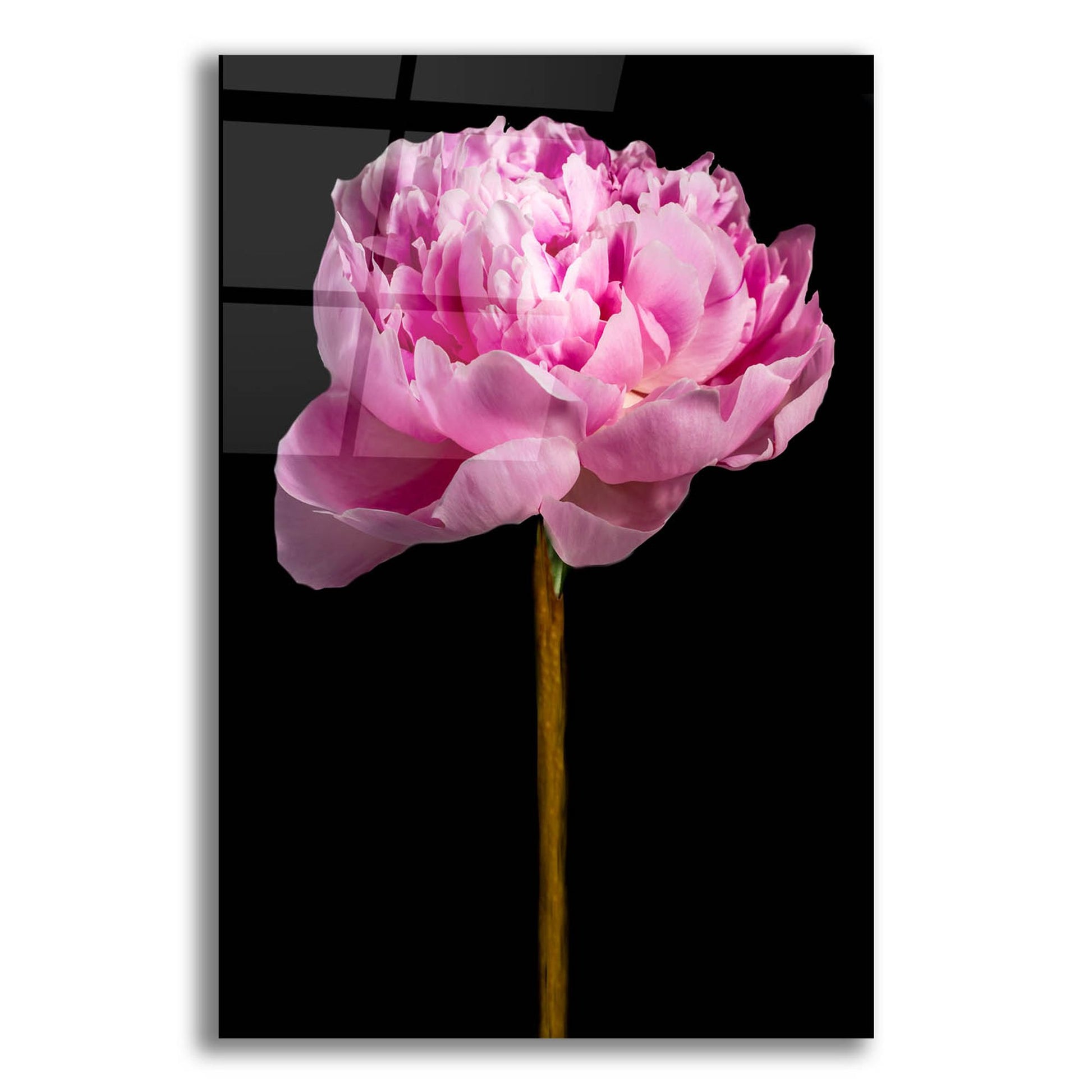 Epic Art 'Pink Peony' by Pamela Plummer, Acrylic Glass Wall Art,12x16