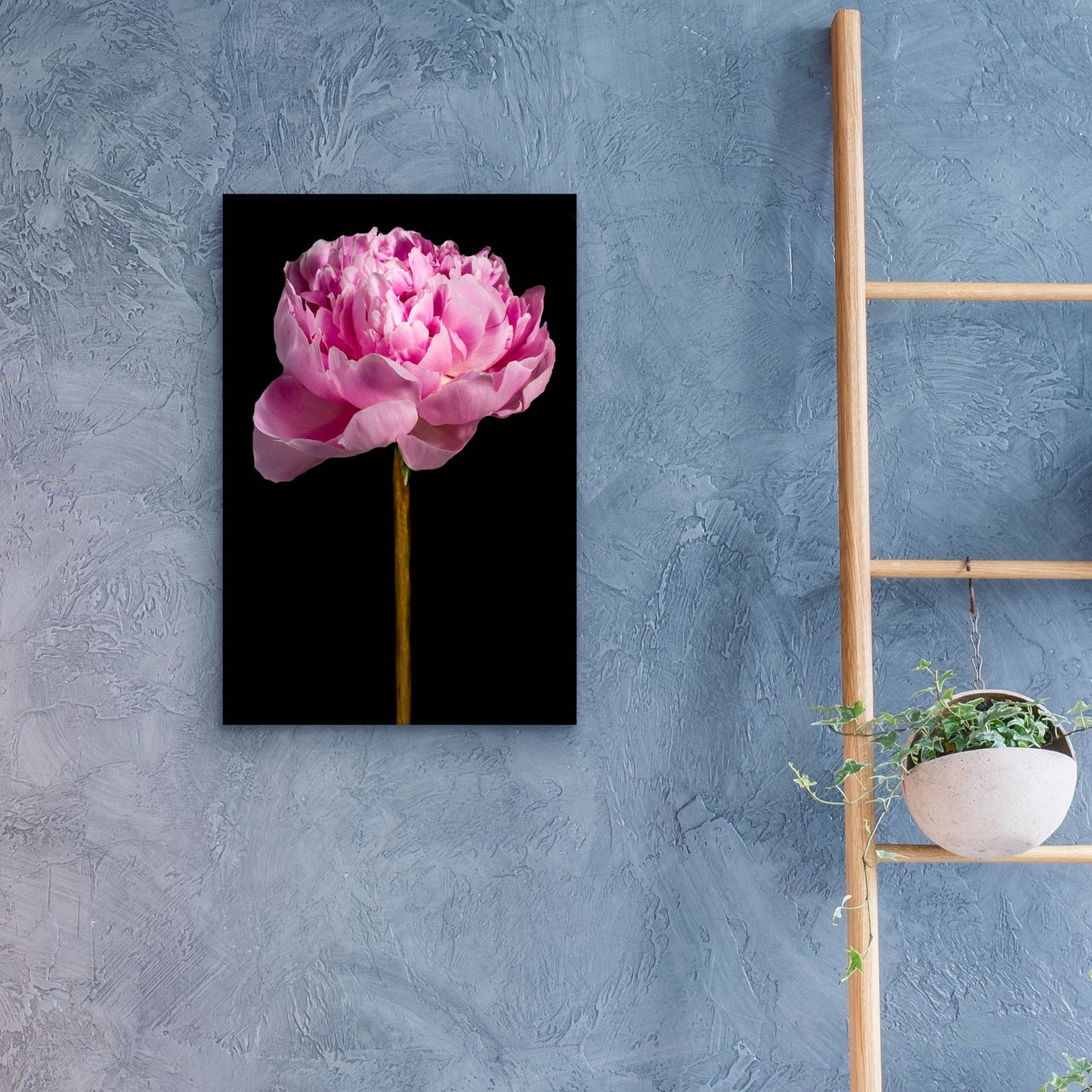 Epic Art 'Pink Peony' by Pamela Plummer, Acrylic Glass Wall Art,16x24