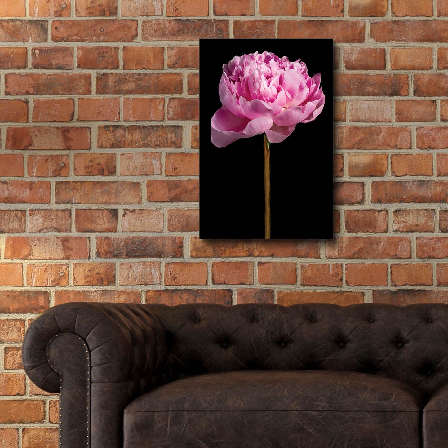 Epic Art 'Pink Peony' by Pamela Plummer, Acrylic Glass Wall Art,16x24