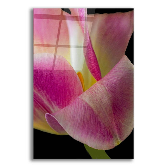 Epic Art 'Pretty In Pink' by Pamela Plummer, Acrylic Glass Wall Art