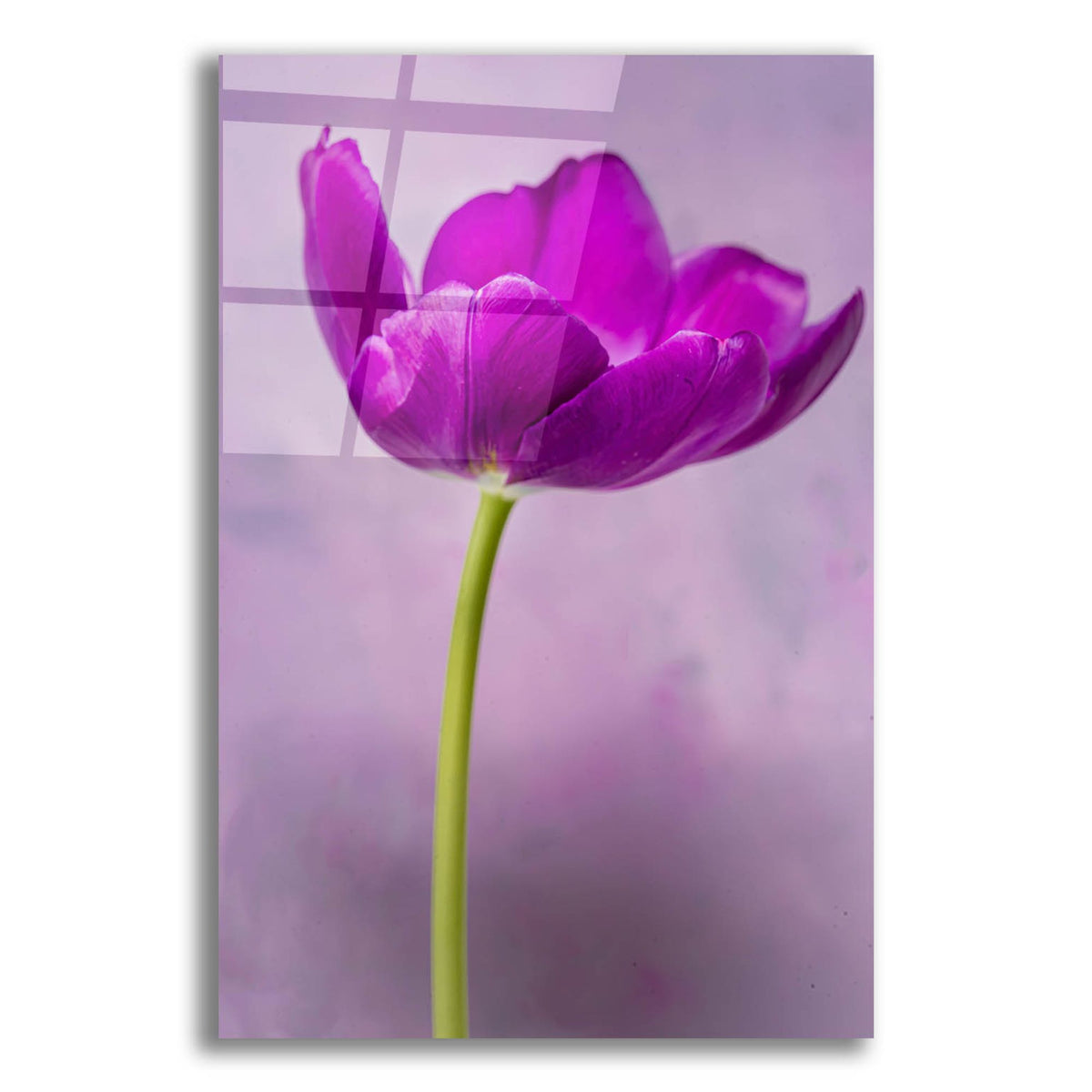 Epic Art 'Purple Majesty' by Pamela Plummer, Acrylic Glass Wall Art