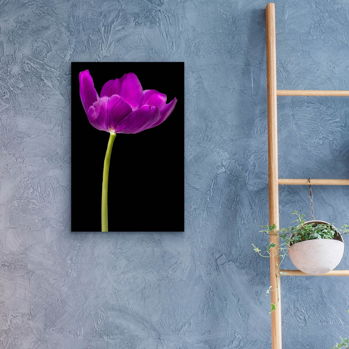Epic Art 'Purple Tulip Glow' by Pamela Plummer, Acrylic Glass Wall Art,16x24