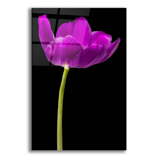 Epic Art 'Purple Tulip Glow' by Pamela Plummer, Acrylic Glass Wall Art