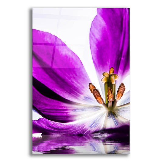 Epic Art 'Purple Tulip Reflection' by Pamela Plummer, Acrylic Glass Wall Art