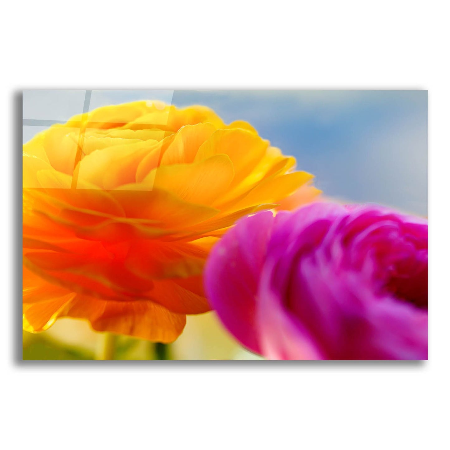 Epic Art 'Ranunculus In Orange And Pink' by Pamela Plummer, Acrylic Glass Wall Art,24x16