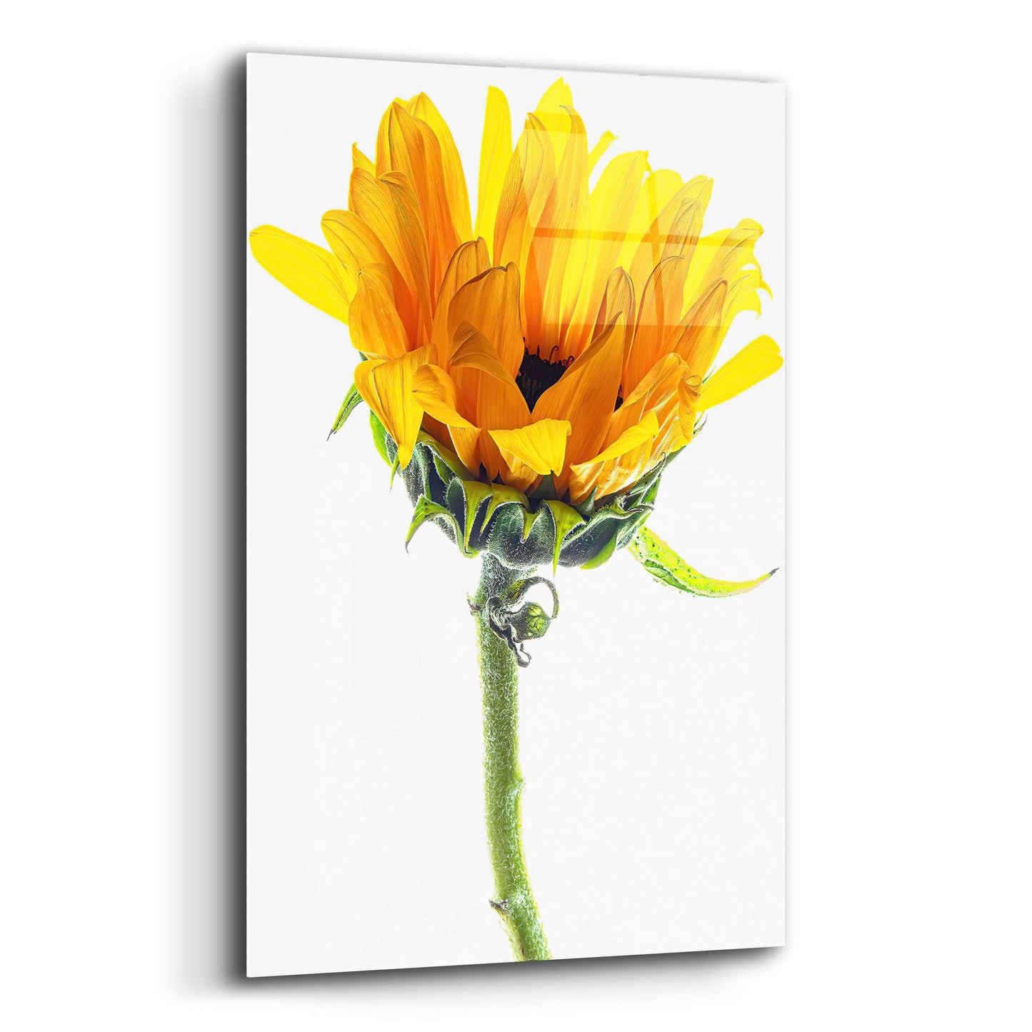 Epic Art 'Sunflower In The Sun' by Pamela Plummer, Acrylic Glass Wall Art,12x16