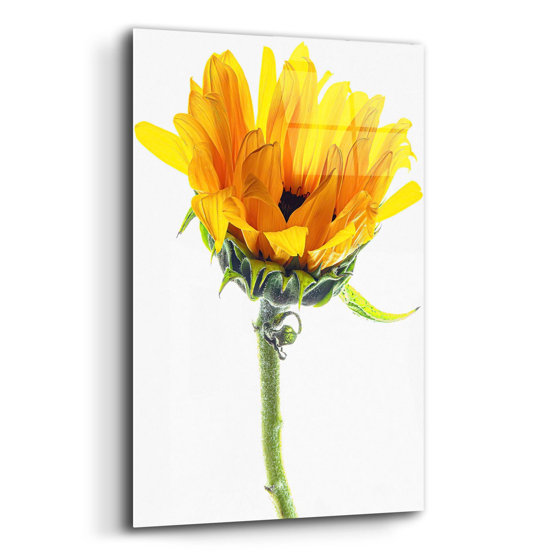 Epic Art 'Sunflower In The Sun' by Pamela Plummer, Acrylic Glass Wall Art,12x16