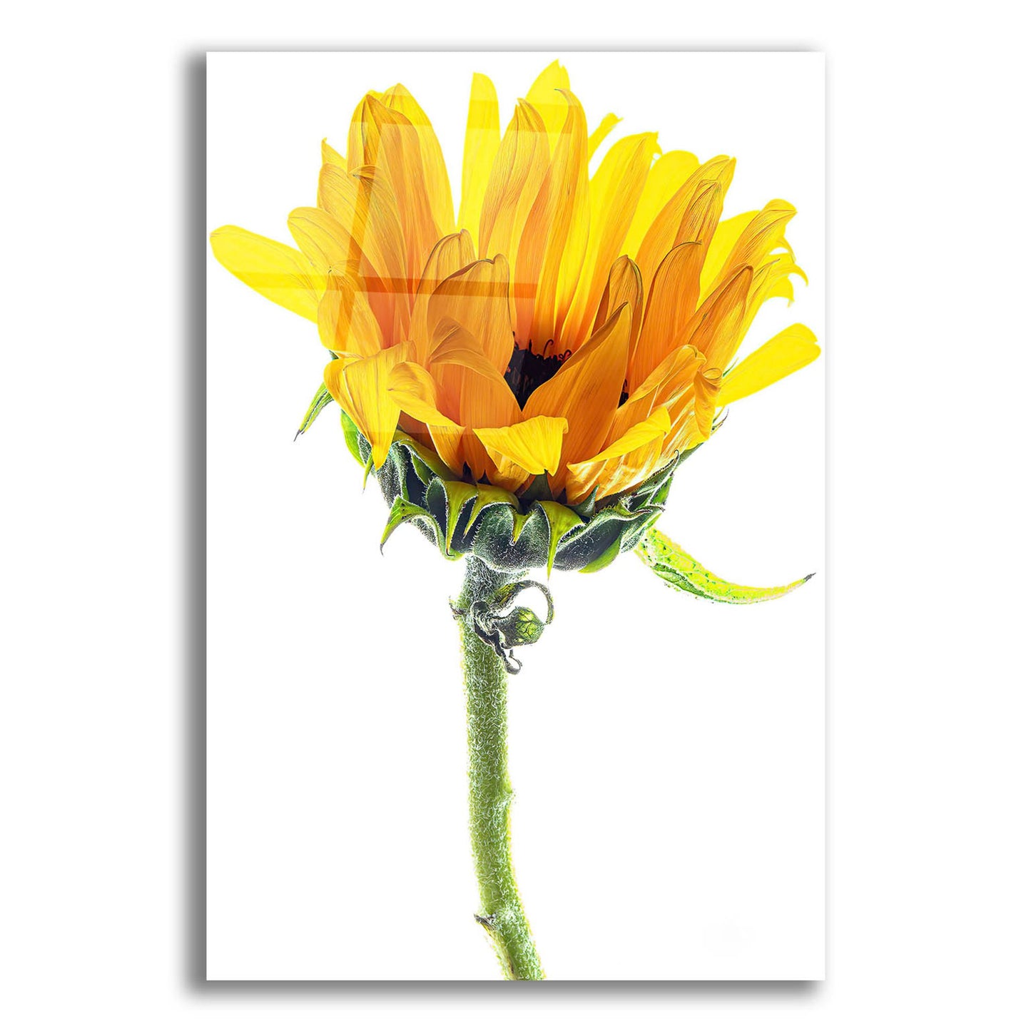 Epic Art 'Sunflower In The Sun' by Pamela Plummer, Acrylic Glass Wall Art,12x16