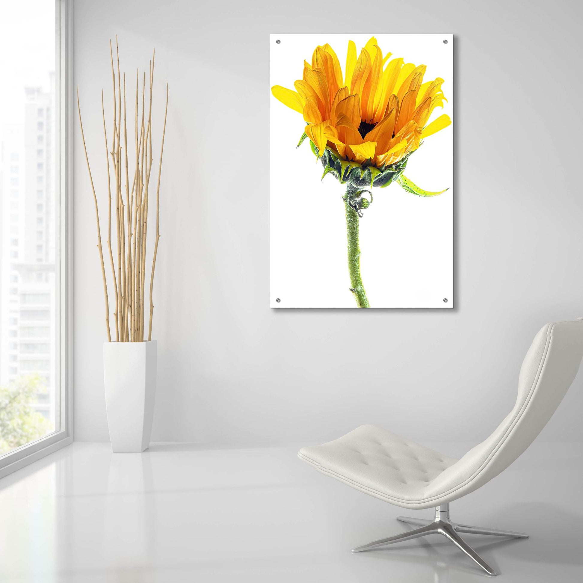 Epic Art 'Sunflower In The Sun' by Pamela Plummer, Acrylic Glass Wall Art,24x36