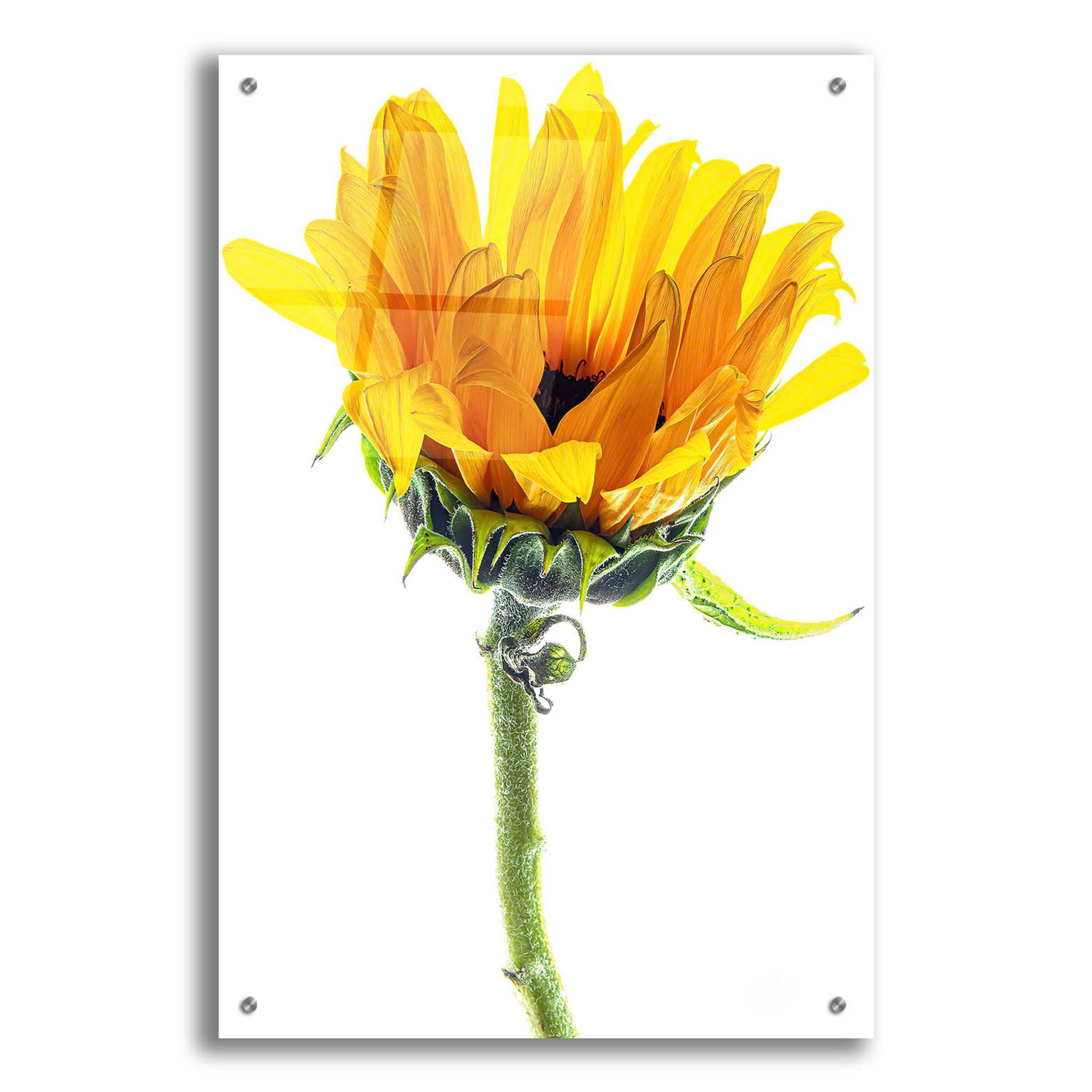 Epic Art 'Sunflower In The Sun' by Pamela Plummer, Acrylic Glass Wall Art,24x36