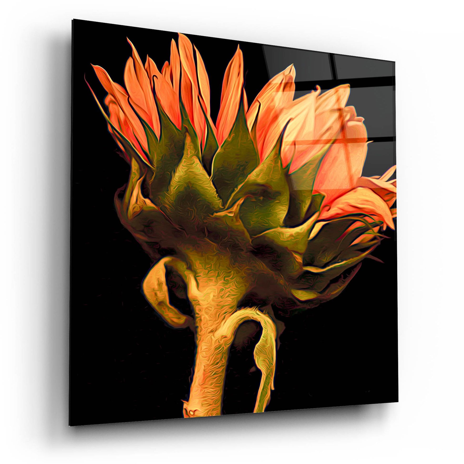 Epic Art 'Sunflower' by Pamela Plummer, Acrylic Glass Wall Art,12x12