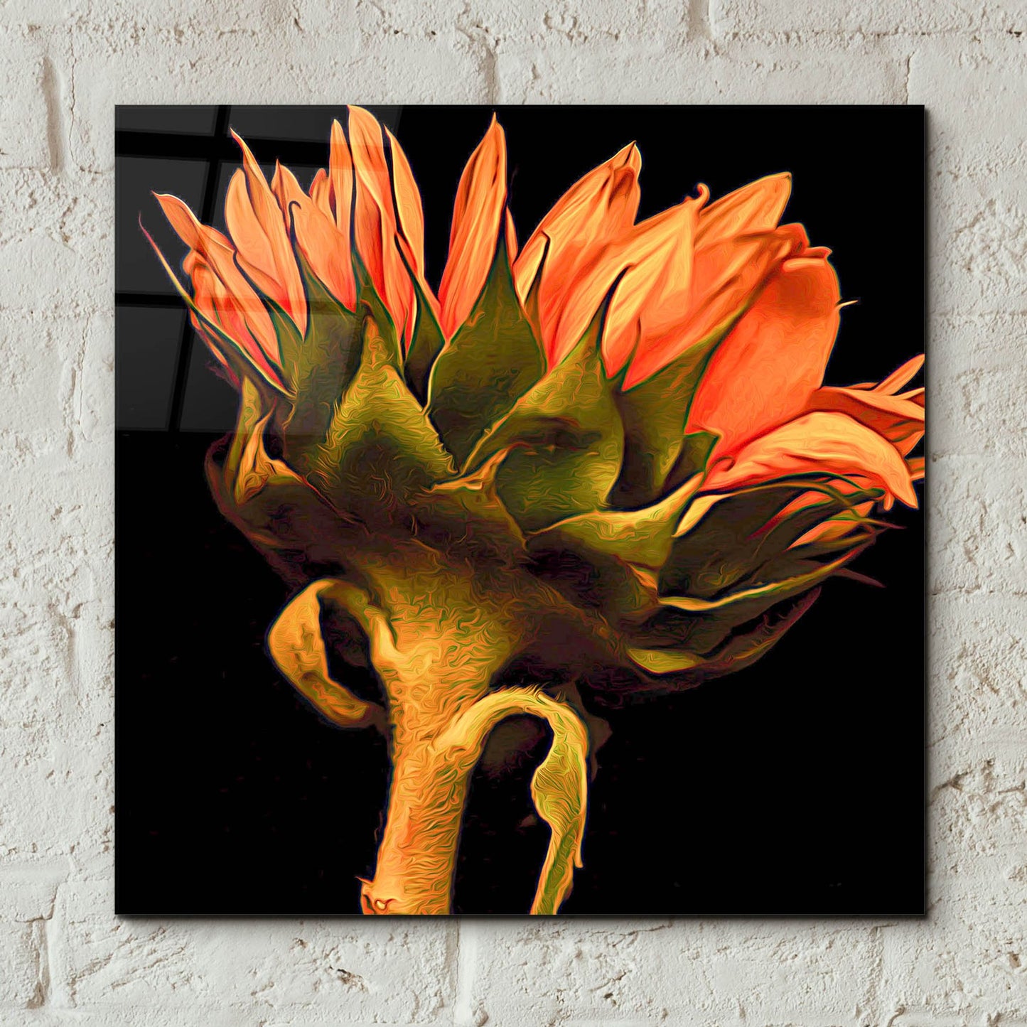 Epic Art 'Sunflower' by Pamela Plummer, Acrylic Glass Wall Art,12x12