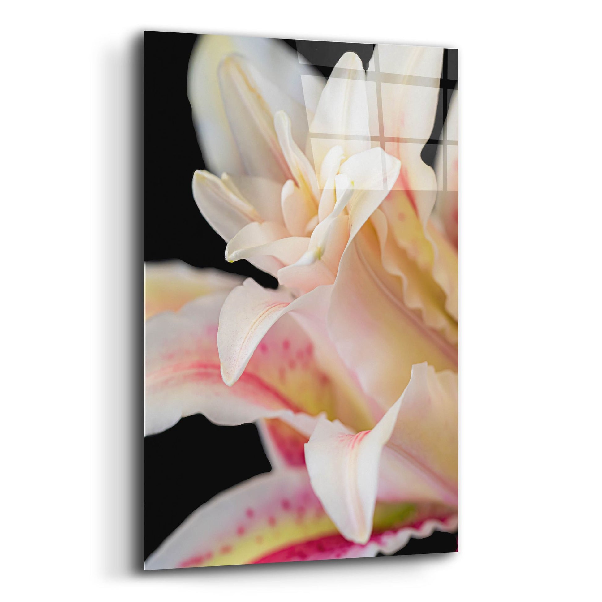 Epic Art 'They Called Her Lily' by Pamela Plummer, Acrylic Glass Wall Art,12x16