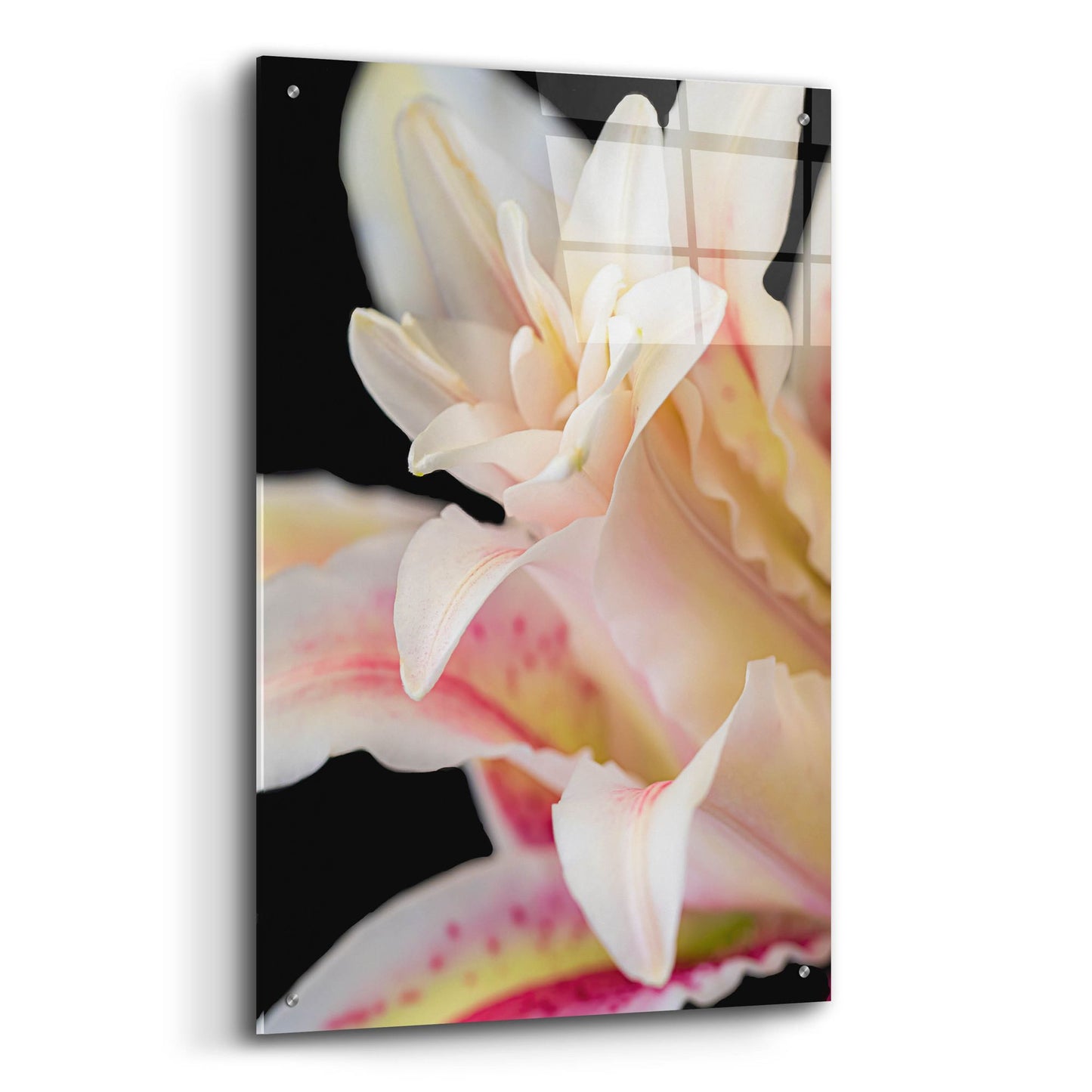 Epic Art 'They Called Her Lily' by Pamela Plummer, Acrylic Glass Wall Art,24x36