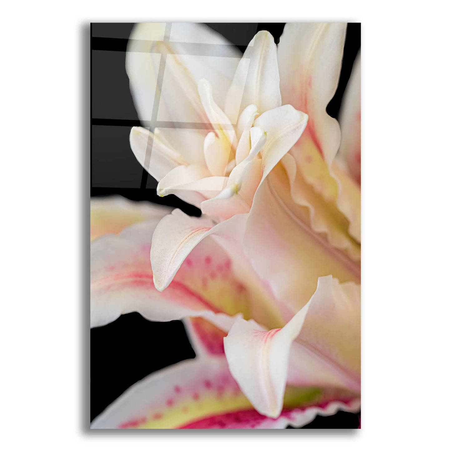 Epic Art 'They Called Her Lily' by Pamela Plummer, Acrylic Glass Wall Art