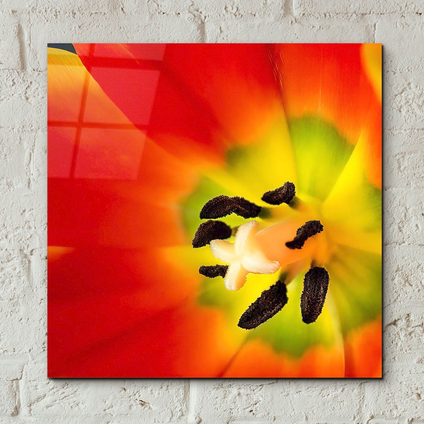 Epic Art 'Tulip Anthers' by Pamela Plummer, Acrylic Glass Wall Art,12x12