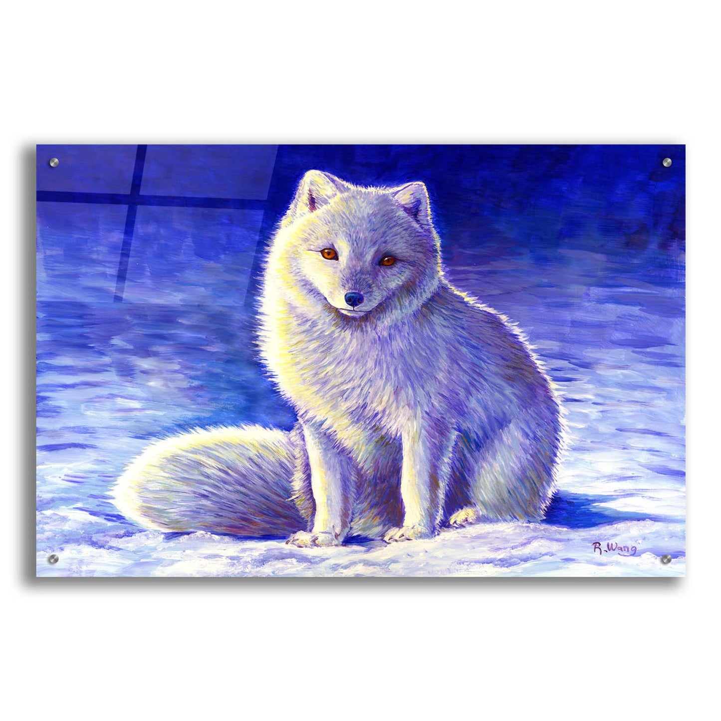 Epic Art 'Peaceful Winter Arctic Fox' by Rebecca Wang Art, Acrylic Glass Wall Art