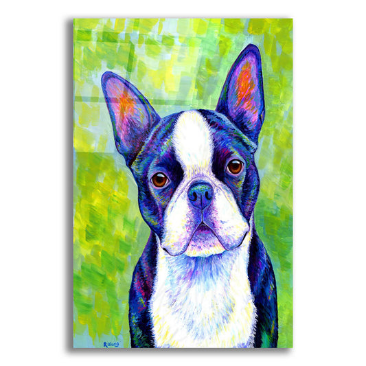 Epic Art 'Boston Terrier' by Rebecca Wang Art, Acrylic Glass Wall Art