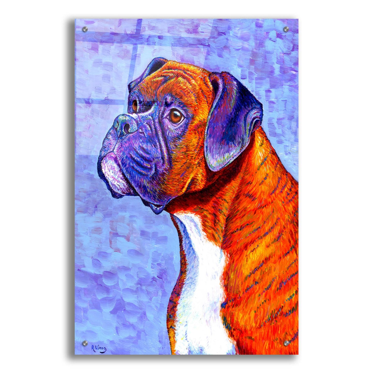 Epic Art 'Brindle Boxer Dog' by Rebecca Wang Art, Acrylic Glass Wall Art