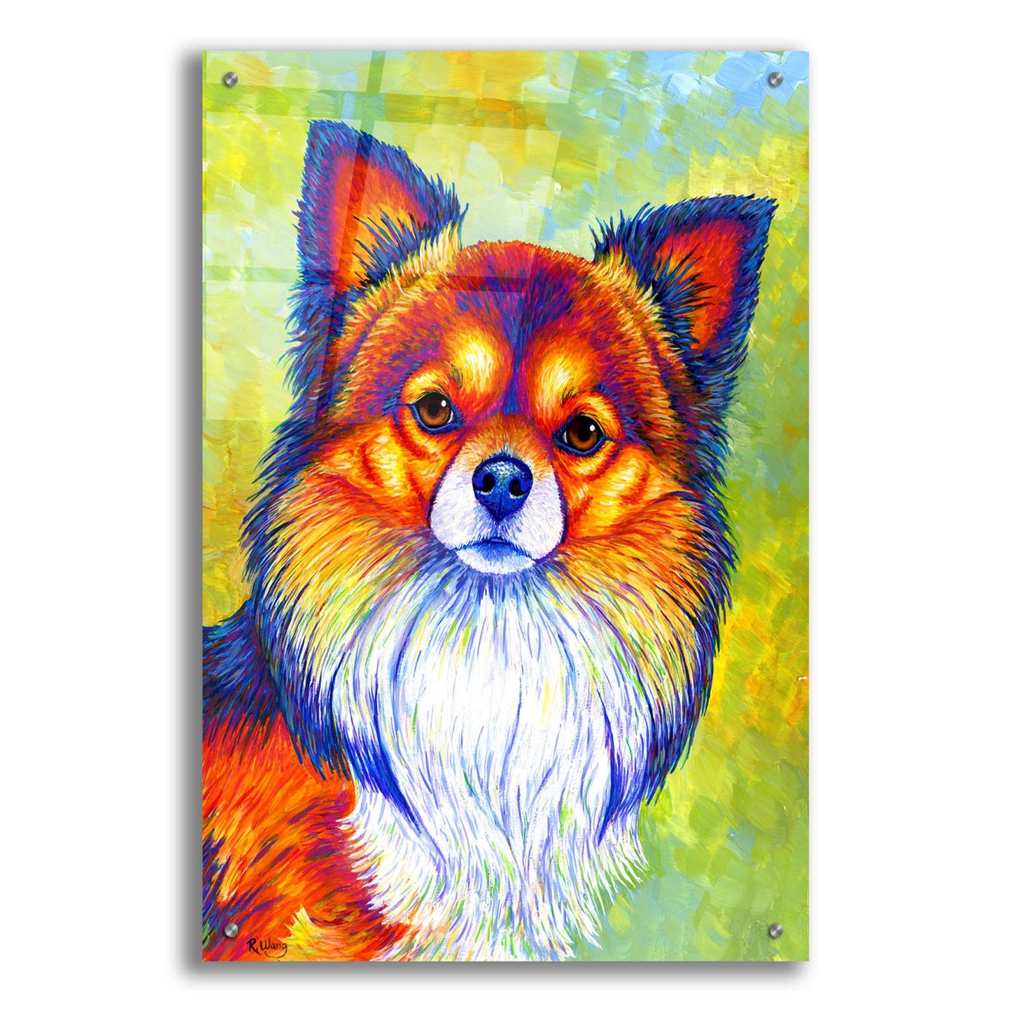 Epic Art 'Longhaired Chihuahua' by Rebecca Wang Art, Acrylic Glass Wall Art