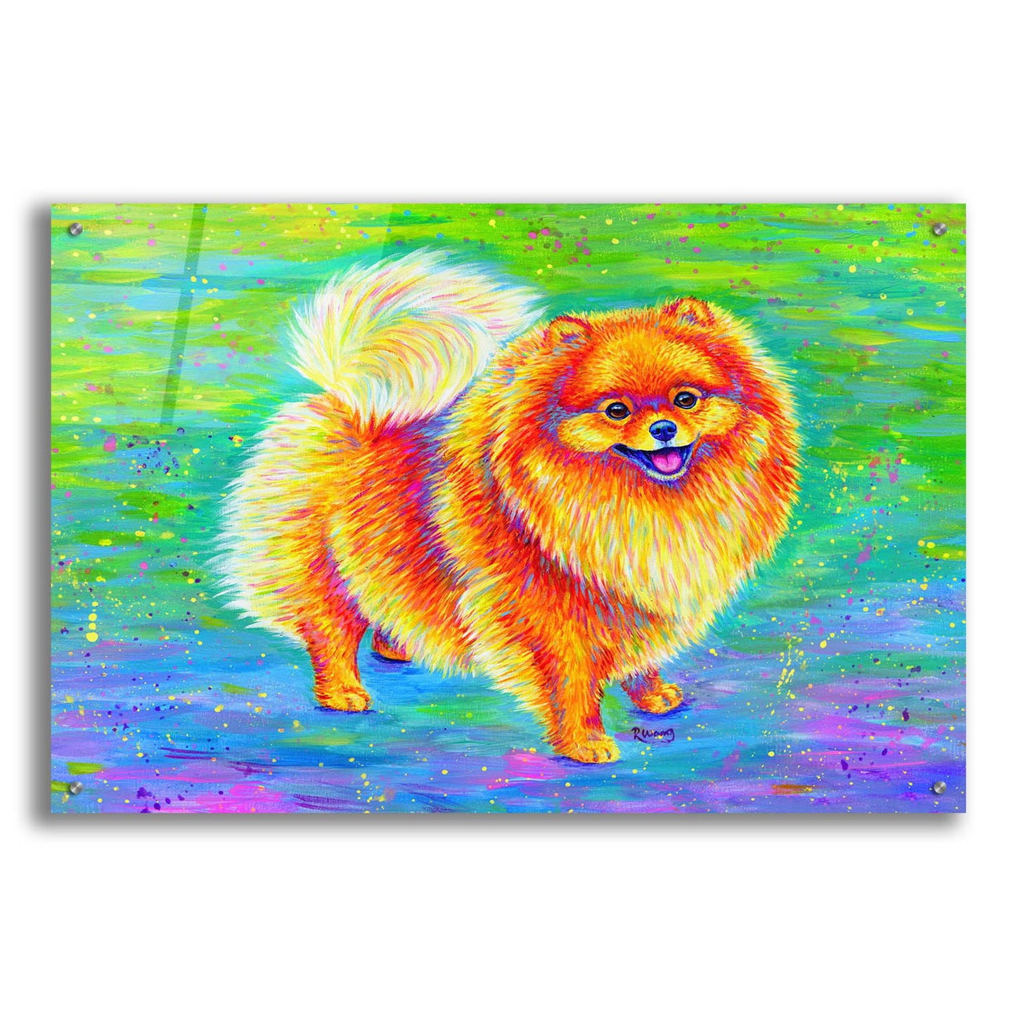 Epic Art 'Rainbow Pomeranian' by Rebecca Wang Art, Acrylic Glass Wall Art