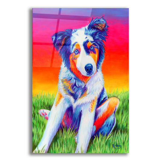 Epic Art 'Blue Merle Aussie Puppy' by Rebecca Wang Art, Acrylic Glass Wall Art