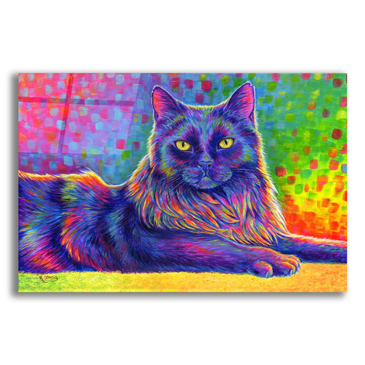 Epic Art 'Psychedelic Rainbow Black Cat' by Rebecca Wang Art, Acrylic Glass Wall Art